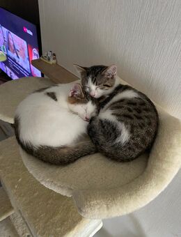 Zwei zuckersüße Kitten suchen ab sofort, liebevolles Zuhause - München Obergiesing