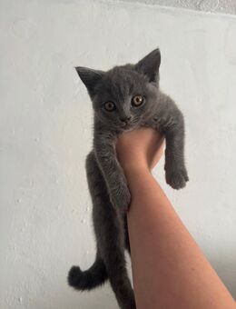 bkh kitte - Dortmund Scharnhorst