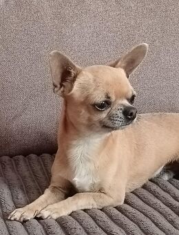 Ein süßer 1 Jahr und 9 Monate altes chihuahua sucht ein neues Zuhause - Schönewalde Zentrum