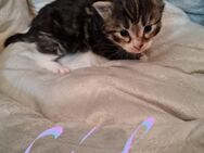 Maine Coon Kitten suchen - Lommatzsch