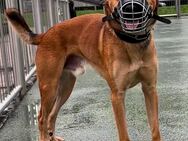 Belgischer Schäferhund/ Labrador sucht dringend ein Zuhause - Mannheim