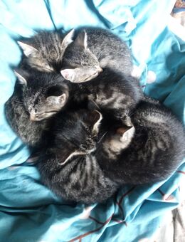 Katzenbabys Maincoon -Russisch-blau mit Hauskatze - Hamburg Hamburg-Nord