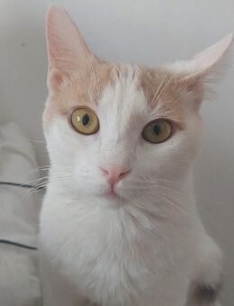 Linaki - weiß was sie will: ein Zuhause - Kirchheim (München)