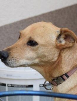 Rosi - braucht Zeit und Geduld - Lohmar