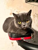 Britische Kurzhaarkatze in 66333