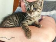 Jasmine aus dem Tierschutz - Grevenbroich