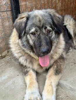 Heidi - sanfte Schönheit m.großem Herz - Idstein