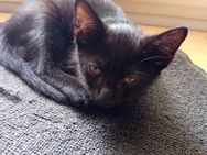 Babykatzen - Berlin Marzahn-Hellersdorf