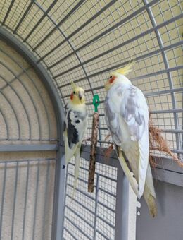 Nymphensittiche mit Voliere - Seckach