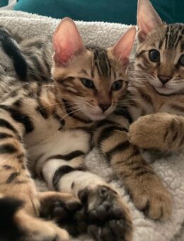 Bengalkitten. - Neustadt (Weinstraße)