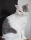 Britisch Kurzhaar Kater in 81479