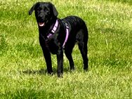Labrador Hündin in gute Hände abzugeben - Düsseldorf