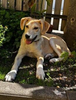 Hundekind sucht Bestplatz - Dillingen (Donau)