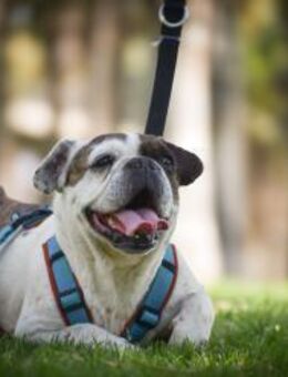 Französische Bulldogge Kuba - Hamburg