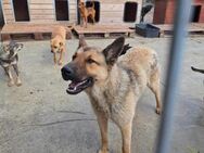 Asko - Schäferhundmix mit viel Potenzial - Löwenberger Land