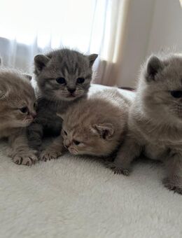 Britisch Kurzhaar Kitten - Bad König