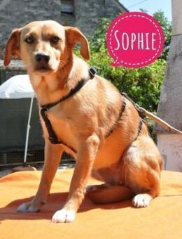 Sophie eine freundliche zarte Hündin - Mannheim