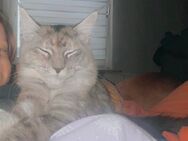 Maine Coon Kitten - Bochum