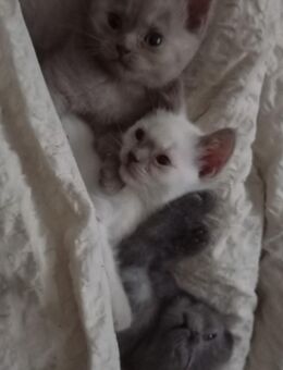 BKH Kitten - Westerheim (Baden-Württemberg)