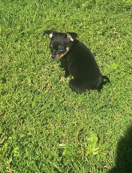 Rehpinscher-Chihuahua Mix zu verkaufen - Schlieben