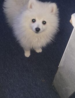 Schneebälle zuverkaufen (zwergspitze) - Kretzschau