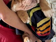 Englische Bulldogge - Mönchengladbach