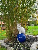 Babykatze( Hauskatze-Perser Mix) in 93413