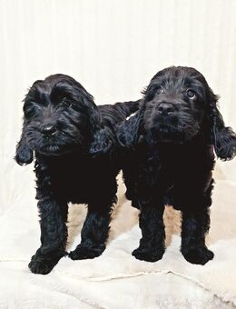 Goldendoodle - Golden Doodle Welpen - Golden Retriever x Königspudel wie Labradoodle - Lützelbach