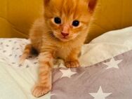 2 Kitten - Hauenstein
