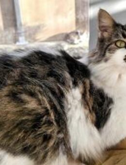 Delilah sucht ihr Sofaplätzchen - Kirchheim (München)