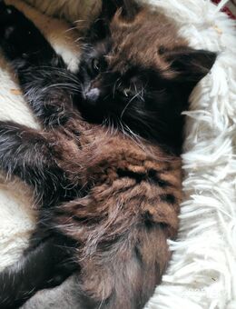 Kätzchen Kitten schwarz abzugeben Katerchen mit langem Fell - Friedrichshafen
