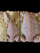 Male Bartagame (pogona vitticeps) in 22175
