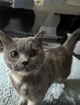 BKH Katze Blue Tortie - Bremen