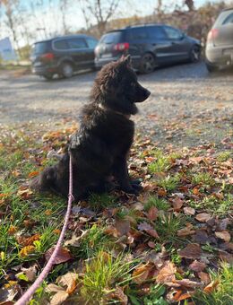 Deutsche Spitzhündin - Diemelsee