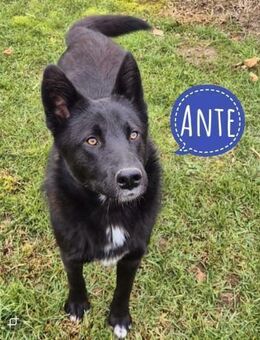 Ante ein hübscher Kerl - Mannheim