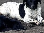 Dean hat ein großes Herz 🐾 - Elsdorf (Nordrhein-Westfalen)