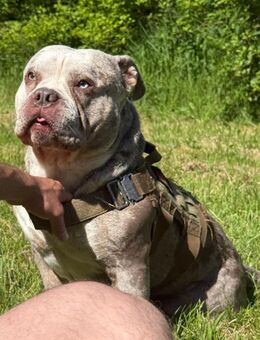 American Bully Pocket als Deckrüde - Schwäbisch Gmünd