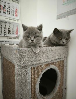 BKH Kitten, Britisch Kurzhaar, Weibchen, Männchen - Augsburg