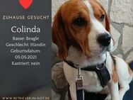 Beagle Colinda sucht ein Zuhause! - Lippetal