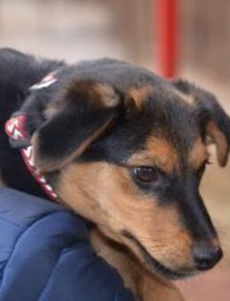 Cleverer Domi sucht sein Zuhause - Essen