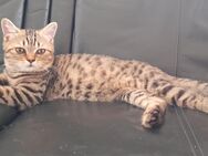 BKH-Katerchen, 7 Monate,black-tabby,Stammbaum - Nümbrecht