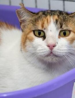 Escarlata -Kuschelmaus sucht Schmusesofa - Bad Camberg