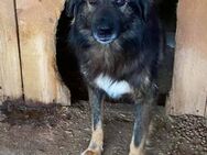 Ajax - der Hübsche 🐾 - Elsdorf (Nordrhein-Westfalen)