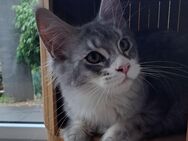 Reinrassige Maine Coon Prinzessin - Burbach (Nordrhein-Westfalen)