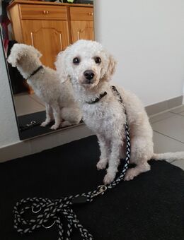 Zwergpudel Mädchen - Krefeld