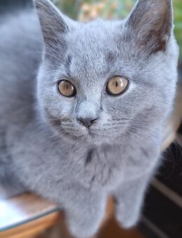 BKH Kitten - Uslar Zentrum