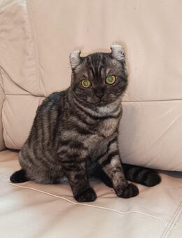 Ab sofort Kitten Amerikan Curl - BKH Mischung - Berlin Charlottenburg-Wilmersdorf