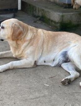 Liebe Labrador-Mix-Dame Nelli - Hamburg