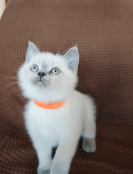 Reinrassige BKH Kitten blue Point - Erkrath (Fundort des Neanderthalers)