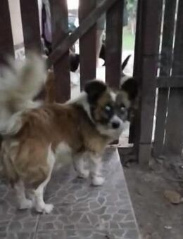 Willi - der Pechvogel der Woche - Berlin